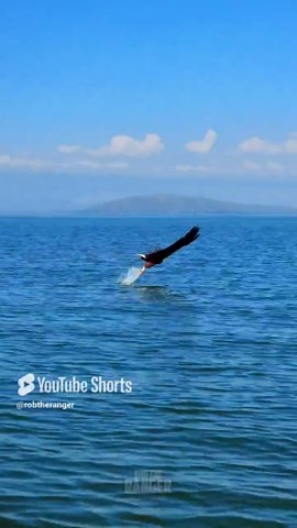 Witness Wildlife—African Fish Eagle's Successful Catch