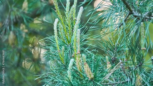 The stone pine, botanical name Pinus pinea, also known as the Italian stone pine, umbrella pine and parasol pine, is a tree from the pine family (Pinaceae).