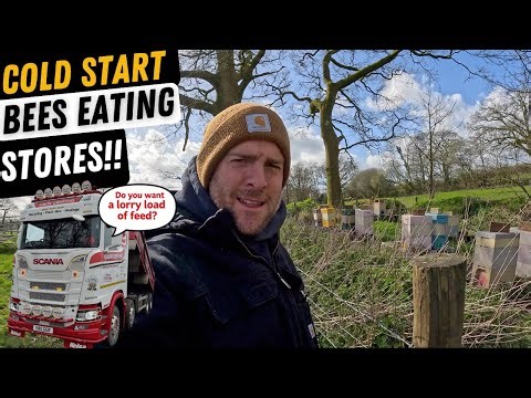 I Thought The Bees Were In The Clear, But Spring Has Vanished!!