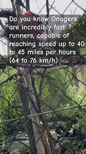 The onager (Equus hemionus), also known as the Asiatic wild ass.#onager #animals #subscribe