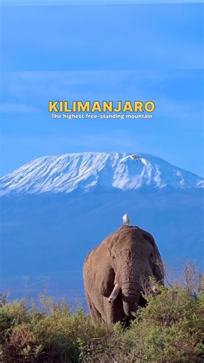 Mount Kilimanjaro at height of 5,895 metres [19,341 feet] above sea level is the tallest mountain on the African continent and the highest free-standing mountain in the world with its three volcanic cones, Kibo which is dormant and could erupt again but Mawenzi and Shira are extinct. Kilimanjaro is the highest free-standing mountain – that is, not part of a mountain range, such as the Himalayas – in the world, at 5,895 meters above sea level. It actually comprises three volcanic peaks, the large