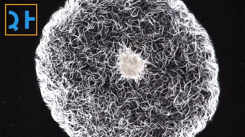 Tiny worm flash mob caught under the microscope
