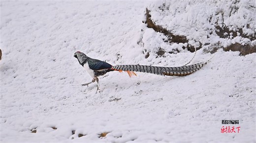 Lady Amherst's Pheasant (白腹锦鸡,Chrysolophus amherstiae), male, in Sichuan province. Native to northern and southwestern #China and far northern Myanmar, it is under second-class state protection. ❤乐摄天下 ❤❤❤ #Nature #Peace #wildlife #Chinese #love #travel | Lin hillside