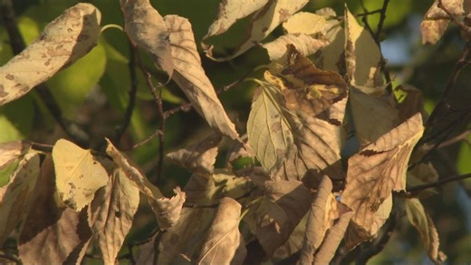 Why are some local trees already showing fall colors?