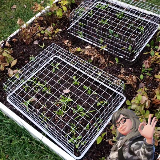More recycled metal deer deterrents covering the spinach that self seeded. | Guerrilla Garden Adventures