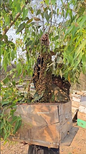 How a beekeeper catch the bee swarm #beeswarm #honeybee #nature