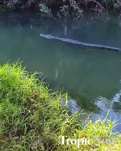 1.1M views · 1.2K reactions |  Watch till the end ... Tristan Peach is pretty glad he spotted this croc before it saw him. "When you think you're alone doing solo missions, always watch your back – before, during and after casting your line! "I was lucky enough to see him from up the creek, and basically held my breath up until he went down. "Always be croc wise." Murray River, south of Tully in Far North Queensland. | Tropic Now | Facebook