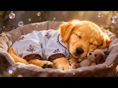 Dog Sleep Music 💤 3 HOURS Relaxing Music for Dogs | Separation Anxiety & Calm Dogs Fast