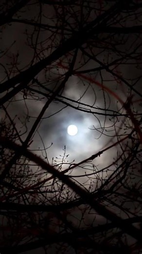 Crickets Sound at Night | Crickets Chirping at Night [HQ] (Foley Sound) - Sound Effect - Free to Use