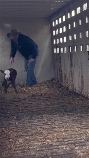 𝗪𝗘𝗟𝗖𝗢𝗠𝗘 𝗧𝗢 𝗥𝗔𝗡𝗖𝗛 𝗟𝗜𝗙𝗘 ❄️🐮 This little guy made his entrance during the ice storm at our lease pasture, because of course he did. With the weather turning nasty, we loaded him up and brought him home with the rest of the mamas to keep everyone safe and warm. His first moments back at home did not go exactly as planned. Fresh off the trailer, he hit the fence and slid straight through the mud. First impressions are hard, apparently. Rough start, tough little calf, and already le