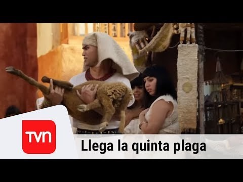 Este domingo llega la quinta plaga | Moisés y los diez mandamientos