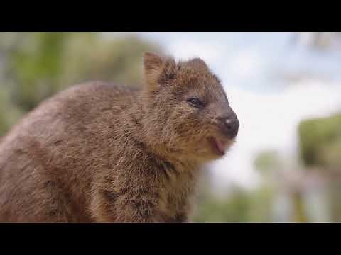 Quokka Encounters at Featherdale Sydney Wildlife Park