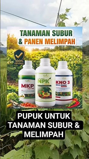 Pupuk untuk tanaman subur dan melimpah #npk #mkp #kno3 #pupuk #nutrisiorganik