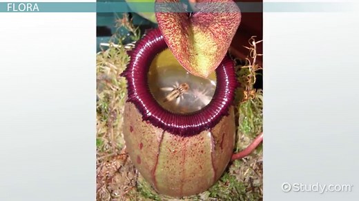 Flora & Fauna | Definition, Types & Examples