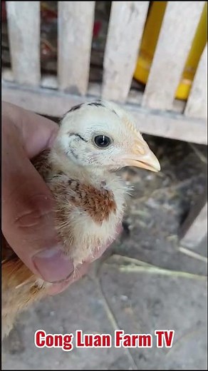Chicken Farming | 1-Week-Old Chicks Go Wild at Feeding Time! | Cong Luan Farm TV