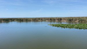 Lake Apopka shows signs of recovering after decades of pollution