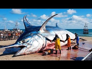 Catching 500 Giant Swordfish in One Trip – Offshore Longline Fishing Documentary