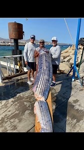 Cabo San Lucas hidden sea monsters! This is called an Oar Fish! Found | Protocol Sport Fishing
