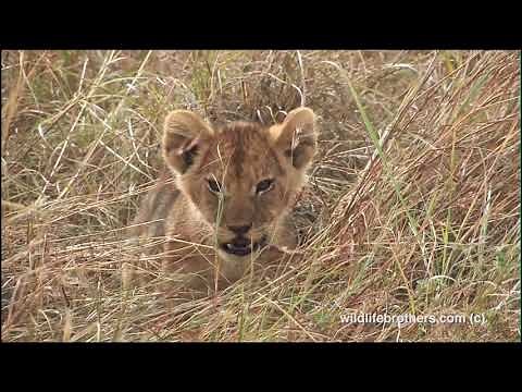 cute lion cubs meowing