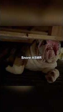 Snore ASMR#sleep #sleepybulldog #bulldogsoftiktok #fyp #funny
