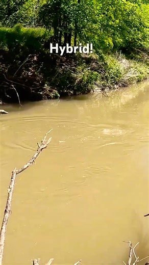 Hybrid hook up 4/626 #fishing #creekfishing #hybrid