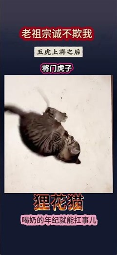 Unveiling the Mystique of the Tabby Cat - A Journey Through History