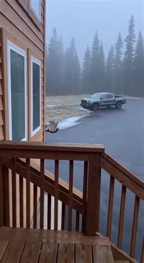 Alaskan Giant Moose: A Close Encounter