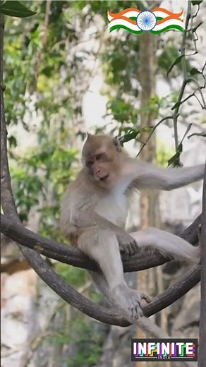 India's INCREDIBLE Wildlife! 🦁🐯🐘 From Elephants to Tigers, Monkeys & Rhinos