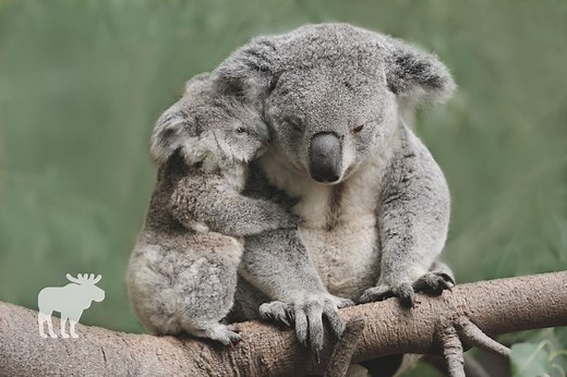 Sloth Vs Koala: Side By Side — Forest Wildlife