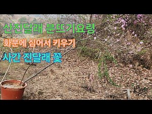 산 진달래나무 분뜨기 진달래 나무 화분에 심어서 기르기 진달래 나무 사간형