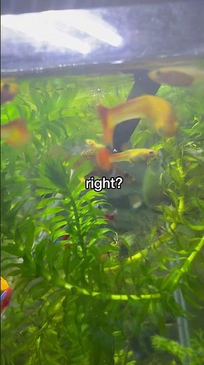 Finding Nemo shark scene in real life!