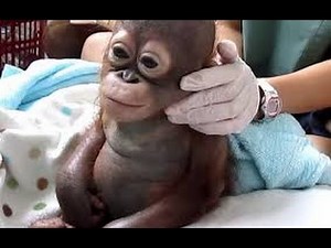 Crying baby orangutan Budi receives loving care after suffering