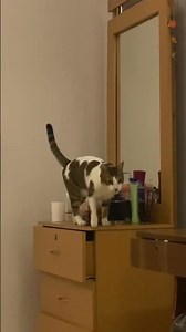 Cute cat ringing bell - My Cat Learned To Ring A Bell For This One Thing! 🐱