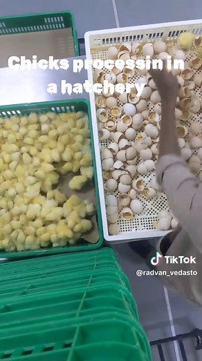 Chicks Processing in a Hatchery: A Detailed Overview