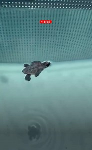LIVE first hatchling of the season! Welcome baby sea turtle! 🐢🩵 #babyseaturtle #seaturtle #hatchling #loggerhead #cuteanimals #nestingseason #stem #seaturtlehospital #seaturtlerescue #animalrescue #floridakeys @turtlebette @thefloridakeys | The Turtle Hospital
