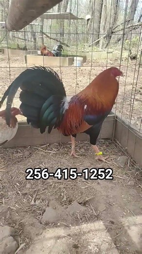 Steve Landers Kelso #SweetSue #20k #galloDoubleRight #GameFowl #Gallo #BroodFowl
