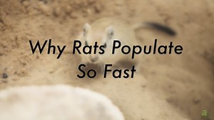 The U.S. States and Cities With the Highest Rat Populations