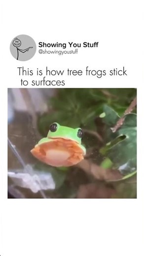 This is how tree frogs stick to surfaces.
