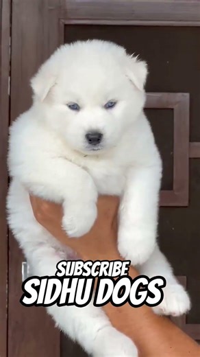 husky blue eyes vs Labrador puppy #dogshorts #husky #labrador #dog #puppy #whitehusky #goldenlab