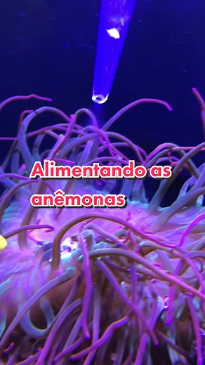 Alimentação das anemonas 🦐🦐 #anemone #anemona #aquarium #aquario #reef #reeftank