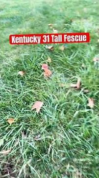 Identify Kentucky 31 in the lawn