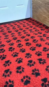 45K views · 2K reactions | My favorite stage with the babies! Watching them step into the real world and explore new environments is so rewarding. And the best part—I finally get to sleep in my own bed! | Skyline Giant Schnauzers | Facebook