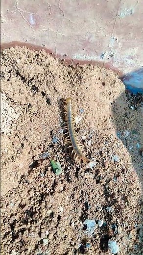 Giant desert centipede