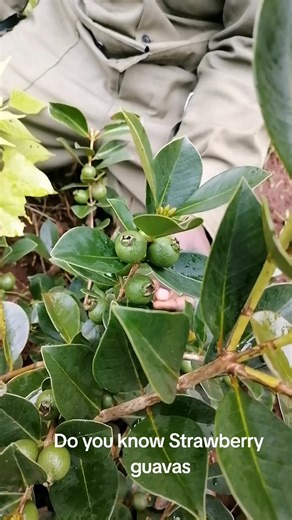 Strawberry Guava: Growing Tips and Benefits for Home Gardens