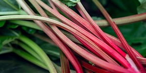 How to grow rhubarb — including when to plant and mastering 'the twist'