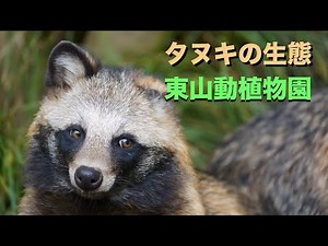 The ecology of the Japanese raccoon dog #raccoon #Higashiyama Zoo #Higashiyama Zoological and Bot...
