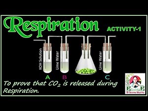 Science Activity : To prove that Carbon dioxide gas is released during the process of Respiration.