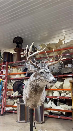 Throw back to the ICE BUCK ❄️ one of our highest viewed pieces here at Wilsons Wildlife Artistry‼️#Jesussaves #wilsonswildlifeartistry #taxidermist #icebuck #crossvilletn @Nathan Wilson @TaxidermistB30 @Levi Wilson
