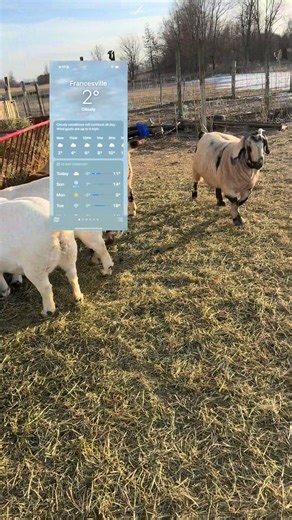 Goats in the Cold: Surprising Farm Life Moments