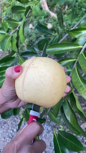 Buah Pir Madu #buahpir